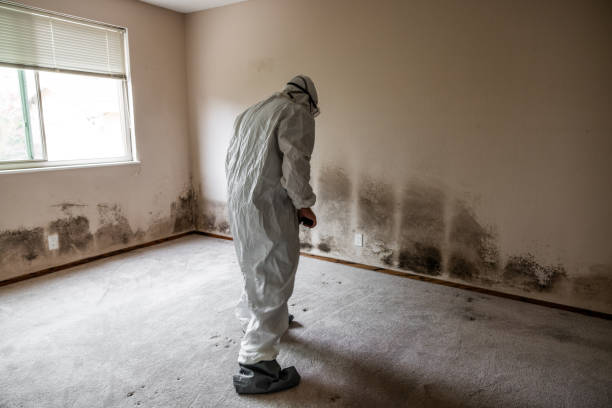 Mold Testing and Removal in Earlysville, VA